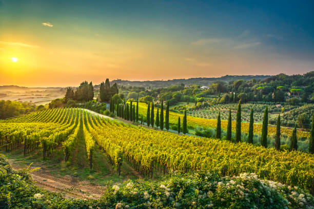 Rolling vineyards in the Italian Tuscany region